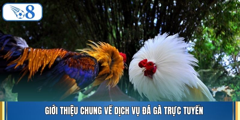 Giới thiệu chung về dịch vụ đá gà trực tuyến