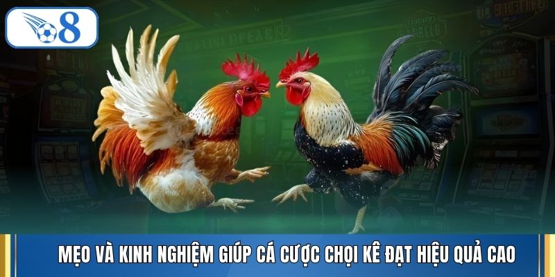 Mẹo và kinh nghiệm giúp cá cược chọi kê đạt hiệu quả cao