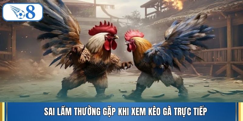 Sai lầm thường gặp khi xem kèo gà trực tiếp