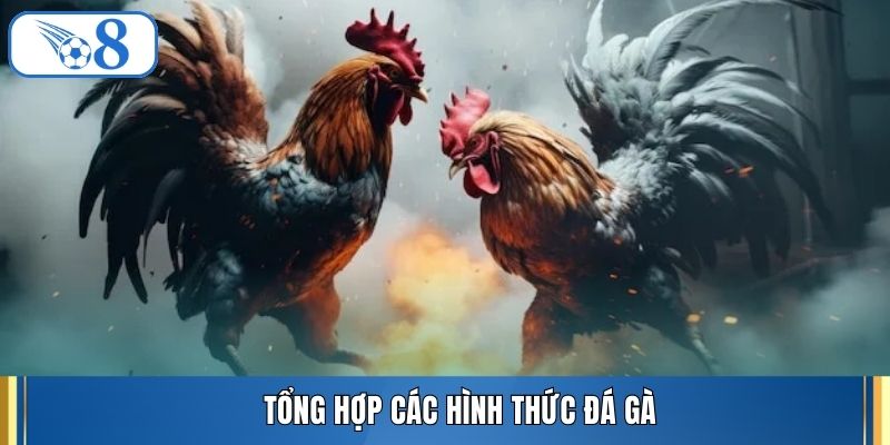 Tổng hợp các hình thức đá gà