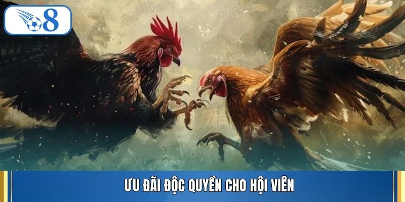 Ưu đãi độc quyền cho hội viên