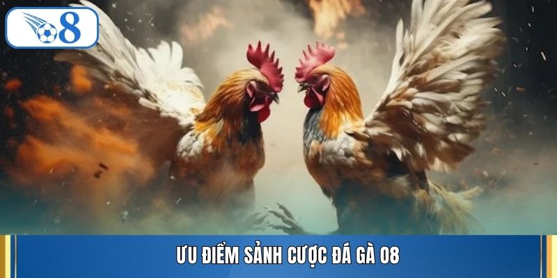 Ưu điểm sảnh cược đá gà O8